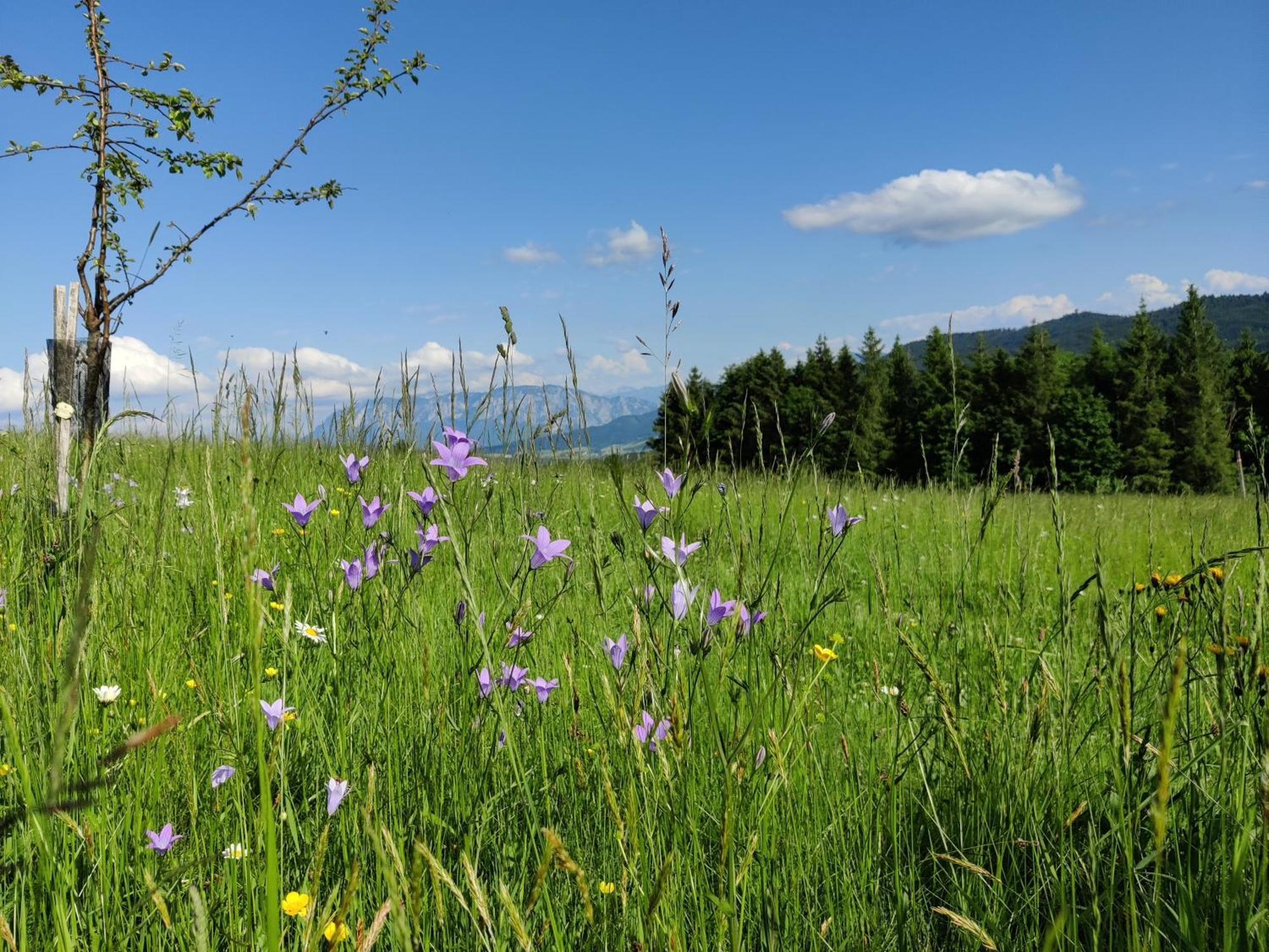 Pension Holzapfel Sankt Georgen im Attergau Ngoại thất bức ảnh